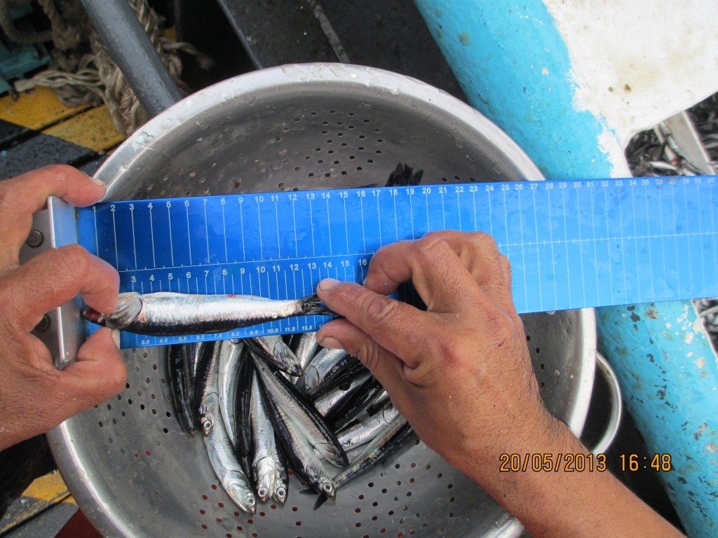 Ictiómetro para medición de peces en condiciones reales de trabajo