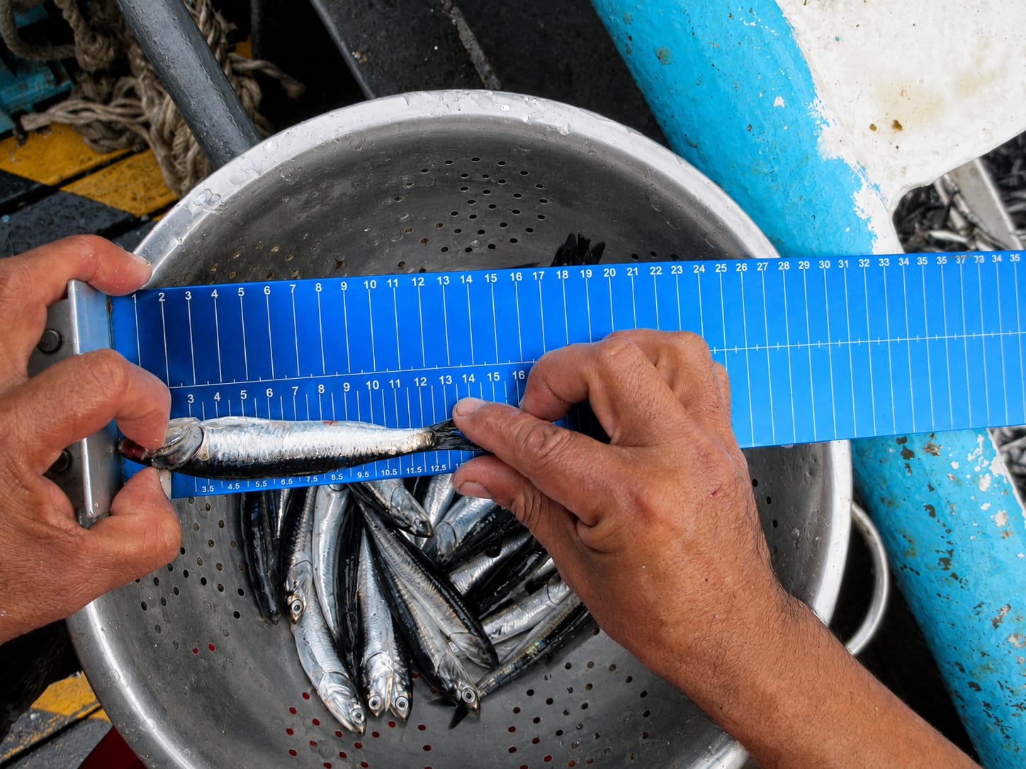 Ictiómetro para medir la talla de peces en labores pesqueras